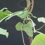 Aristolochia littoralis برگ