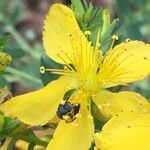 Hypericum perforatumFlower