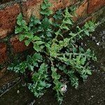 Lactuca muralis Habit