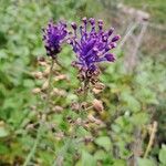 Muscari matritense Flower