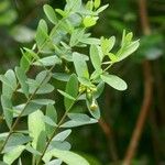 Wikstroemia indica Flower