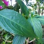 Strobilanthes hamiltoniana Levél