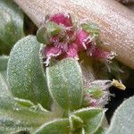 Amaranthus californicus 花