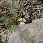 Damasonium polyspermum Yeri