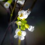 Arabis alpinaFlower