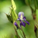 Legousia speculum-veneris Blatt