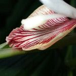 Alpinia calcarata Flower