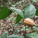 Rothmannia manganjae Fruit