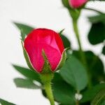 Rosa abietina その他の提案