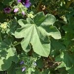 Malva arborea Leaf