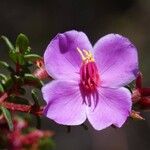 Monochaetum vulcanicum Flower