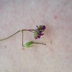 Erodium malacoides Flor