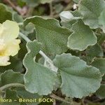 Malvella leprosa Άλλα