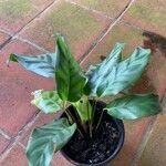 Calathea concinna Leaf