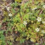 Saxifraga tridactylites花