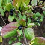 Lonicera japonica Fruit