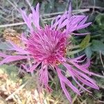 Centaurea jaceaЦветок