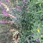 Lythrum virgatum Habitus