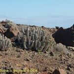 Euphorbia handiensis Habitat