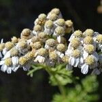 Achillea multifida Žiedas