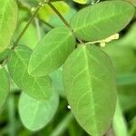 Oxalis barrelieri Leaf