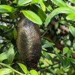 Citrus australasica Fruit