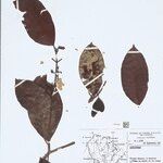 Tovomita fructipendula List