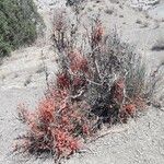 Ephedra distachya Агульны выгляд