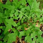 Lactuca muralis Blad