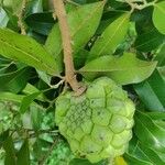 Duguetia lanceolata Fruit
