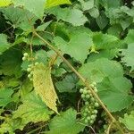 Vitis aestivalis Плід