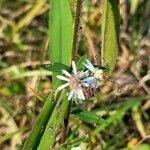 Symphyotrichum lateriflorum Levél