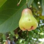 Syzygium samarangense Fruit