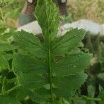 Erechtites valerianifolius Fuelha