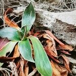 Primula glaucescens Blatt