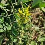 Crotalaria pallida പുഷ്പം