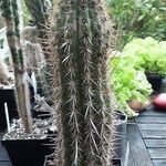 Weberbauerocereus weberbaueri 整株植物