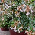 Abelia x grandiflora Flor