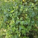 Hibiscus diversifolius Habit