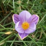 Crocus imperati Цвят