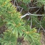 Pinus albicaulis Hoja