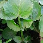 Nasturtium officinale Leaf
