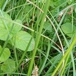 Eriophorum angustifolium Hoja