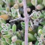 Mesembryanthemum nodiflorum Corteza