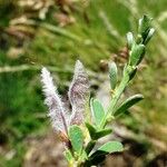 Genista pilosa 其他