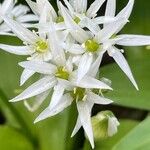 Allium ursinum Květ
