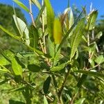 Salix eriocephala Leaf