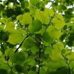 Tilia americana Leaf