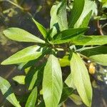 Ludwigia peploides 葉