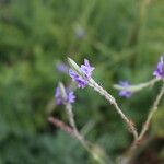 Lavandula pinnata Flower